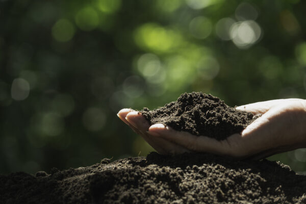 Pavithra's Golden Fertilizer - Image 8